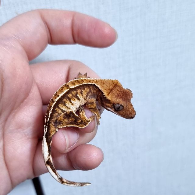 트라이 익스트림할리퀸 텐저린 젠젝스