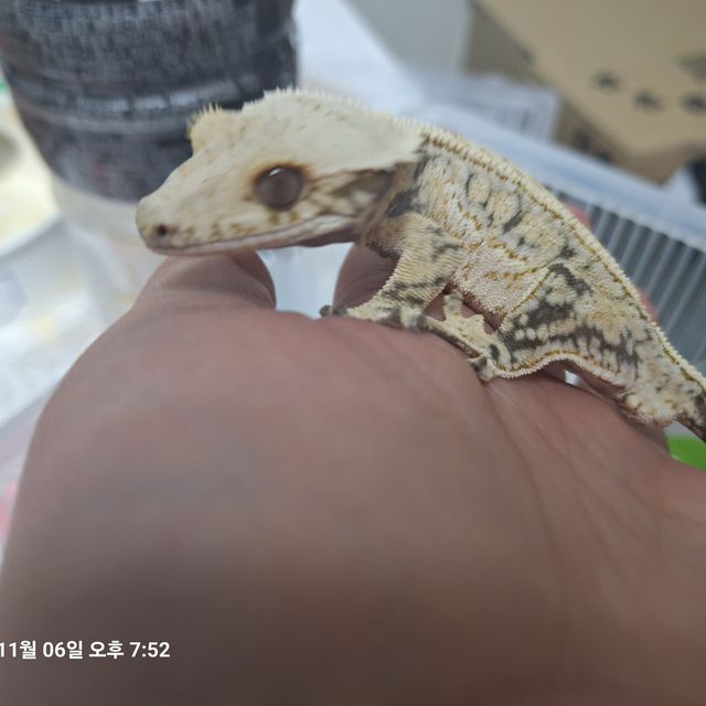 노멀 드리피 풀핀 화이트스팟 트라이 쿼드