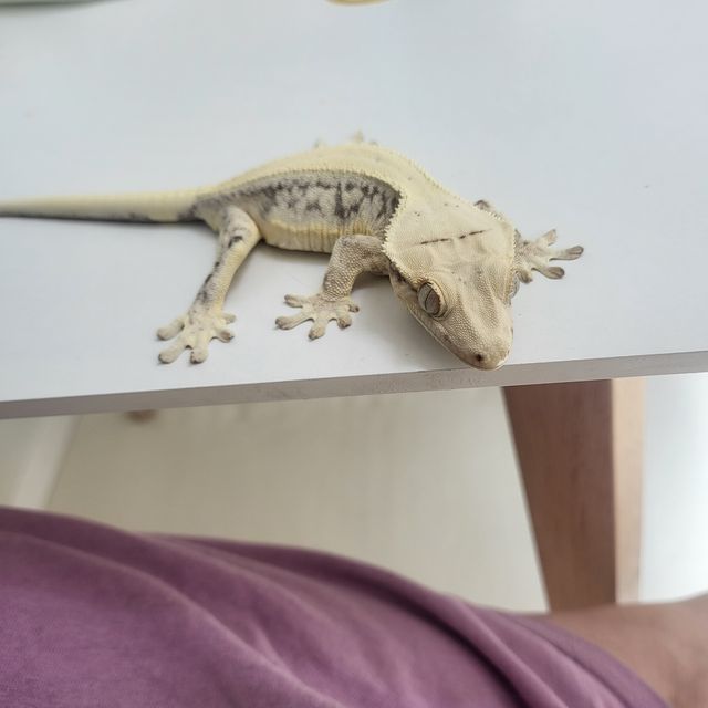 릴리화이트