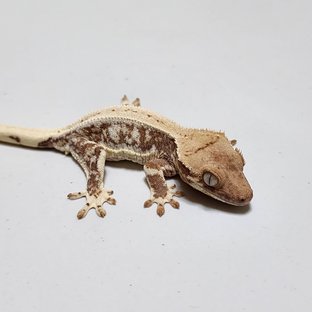 레드 릴리화이트