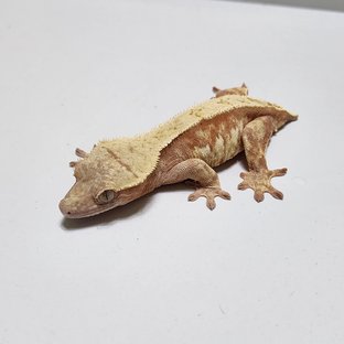 노멀 스트로베리 레드