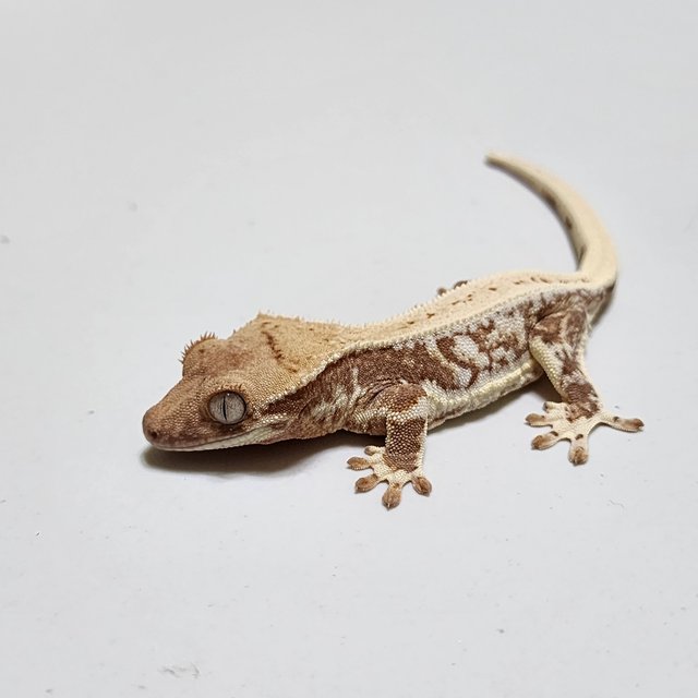 레드 릴리화이트