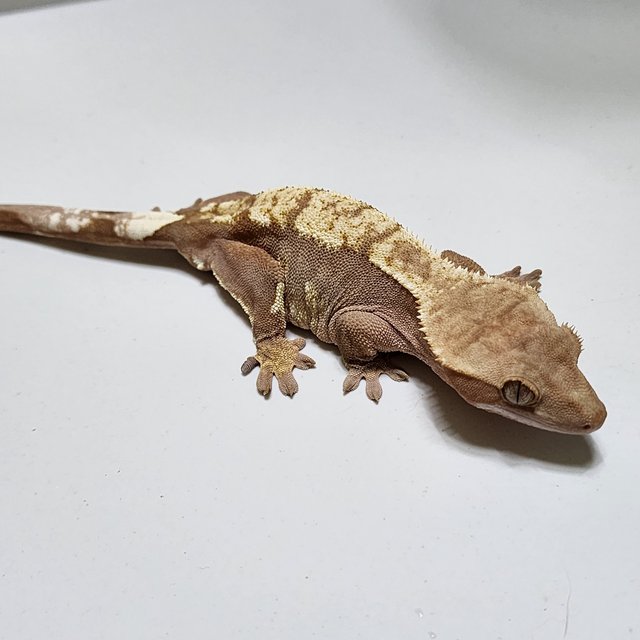 익스트림할리퀸 레드