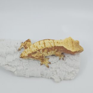 레드 트라이 익스트림할리퀸