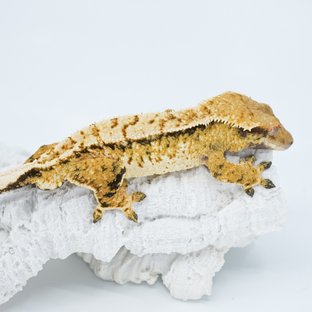 트라이 익스트림할리퀸