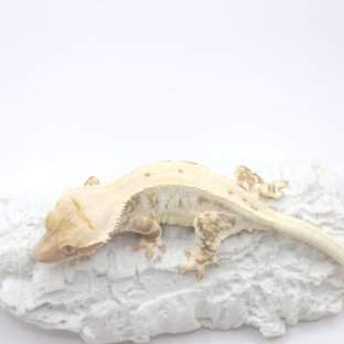 트라이 릴리화이트