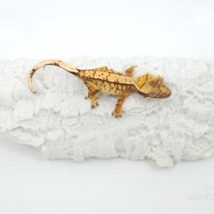 트라이 익스트림할리퀸 화이트스팟