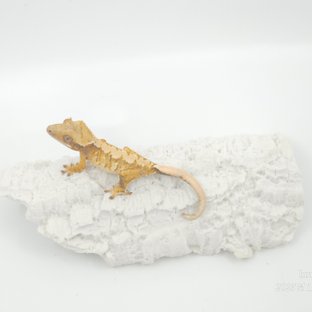 트라이 익스트림할리퀸 텐저린