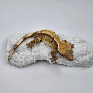 트라이 익스트림할리퀸