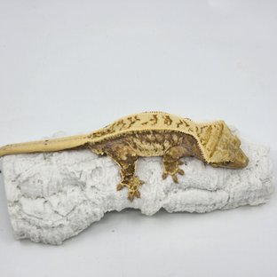 드리피 쿼드 화이트스팟 젠젝스