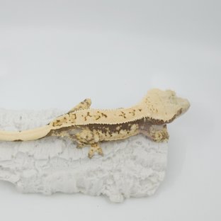 화이트스팟 쿼드