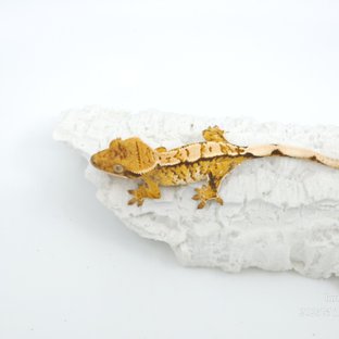 트라이 익스트림할리퀸