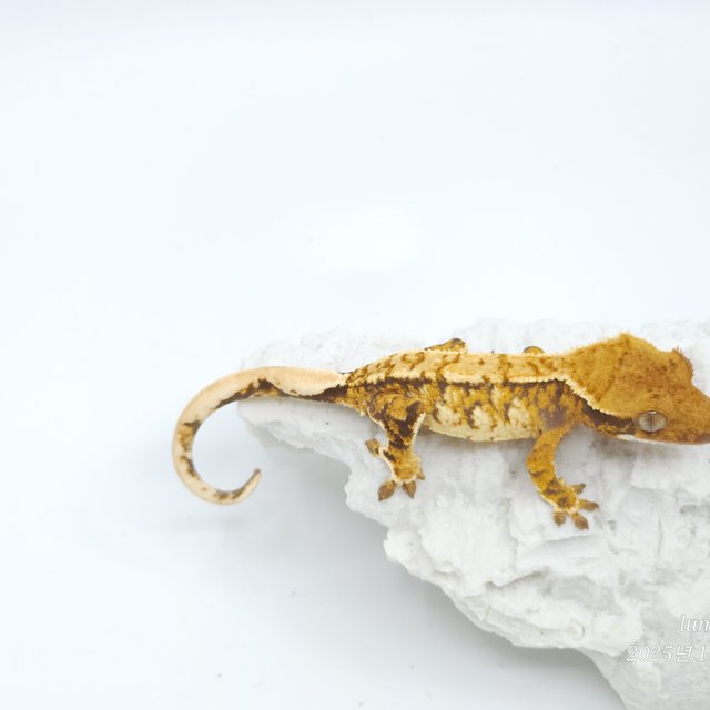 트라이 익스트림할리퀸 화이트스팟