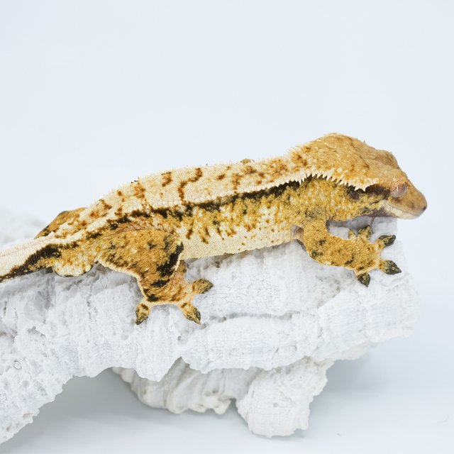 트라이 익스트림할리퀸