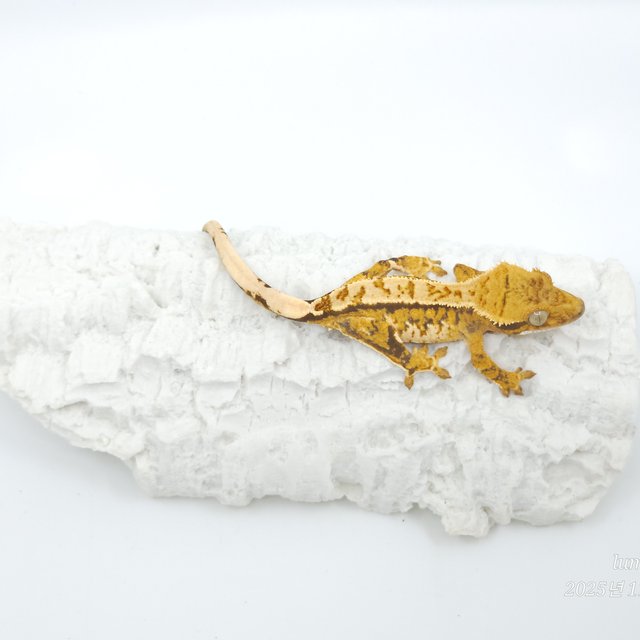 트라이 익스트림할리퀸