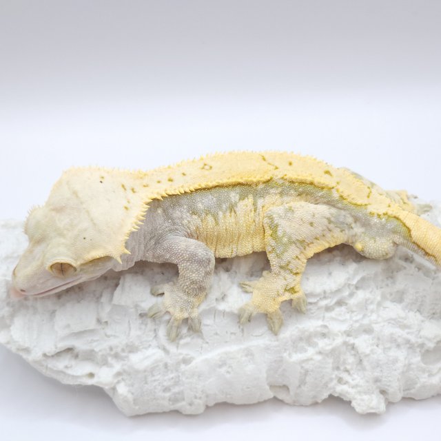 크림 트라이 익스트림할리퀸