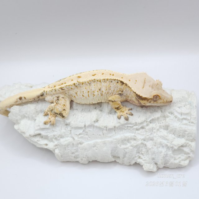 트라이 익스트림할리퀸