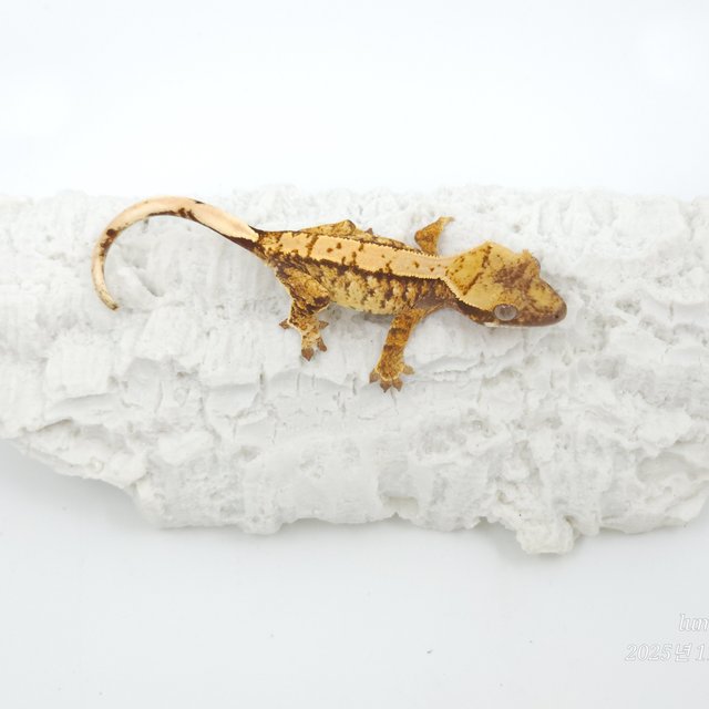 트라이 익스트림할리퀸 화이트스팟