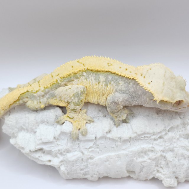 크림 트라이 익스트림할리퀸