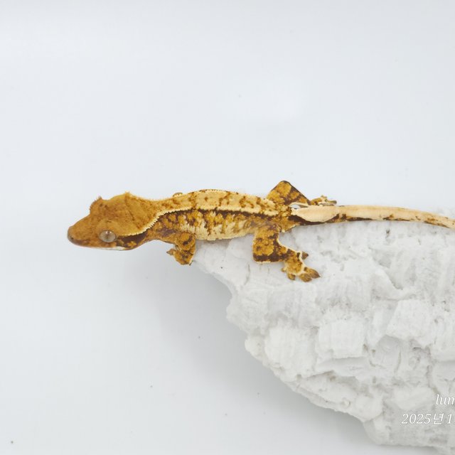 트라이 익스트림할리퀸 화이트스팟