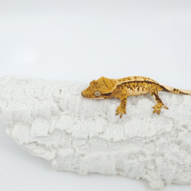 트라이 익스트림할리퀸