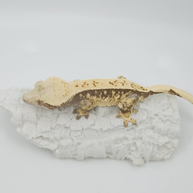 화이트스팟 쿼드