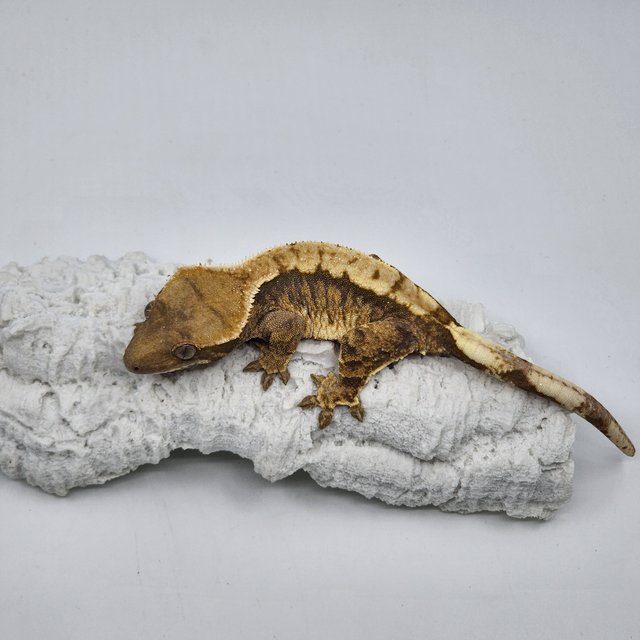 트라이 익스트림할리퀸