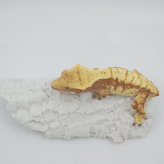 레드 트라이 익스트림할리퀸