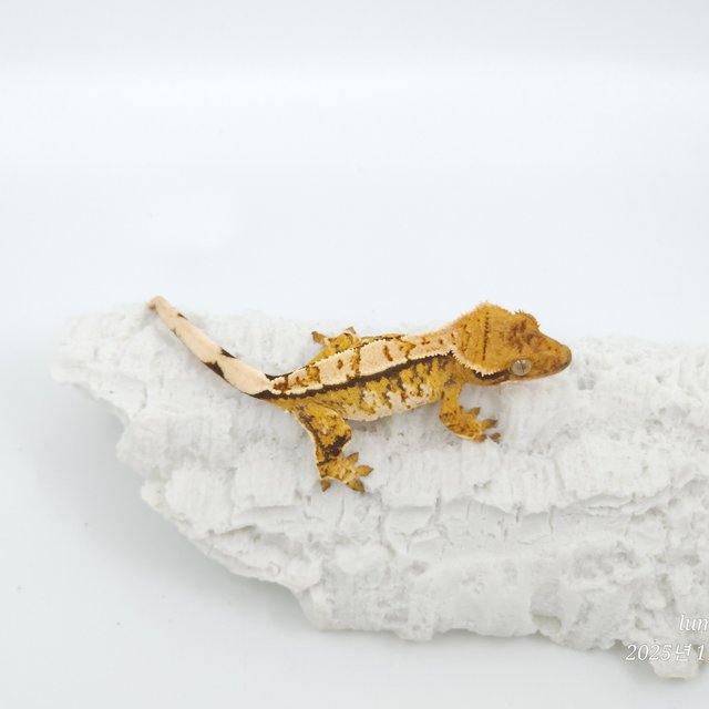 트라이 익스트림할리퀸