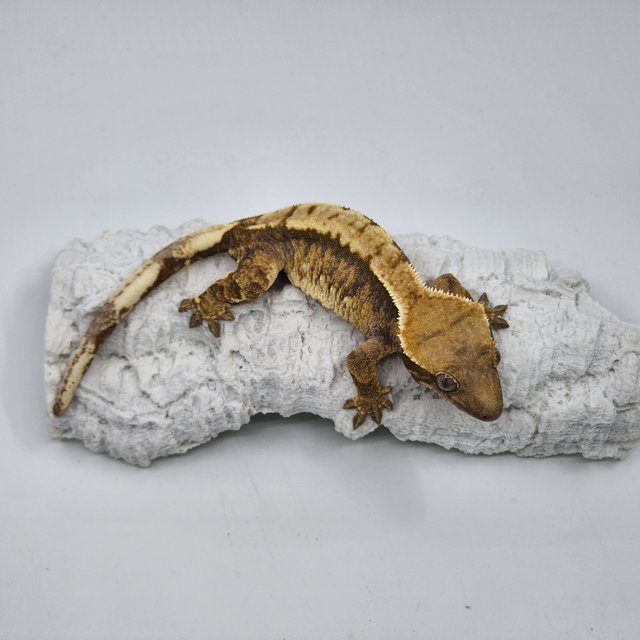 트라이 익스트림할리퀸