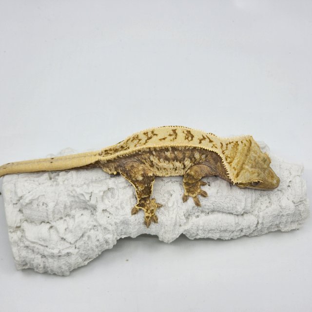 드리피 쿼드 화이트스팟 젠젝스