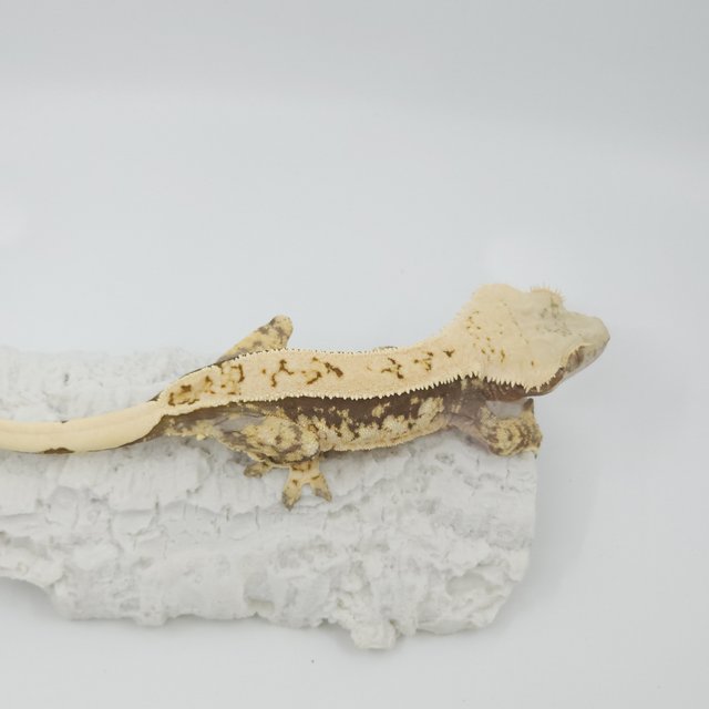 화이트스팟 쿼드