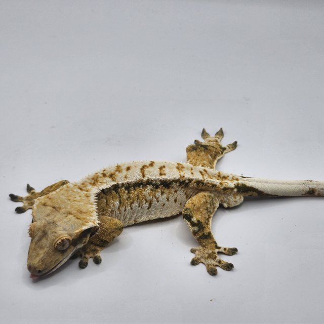 트라이 익스트림할리퀸