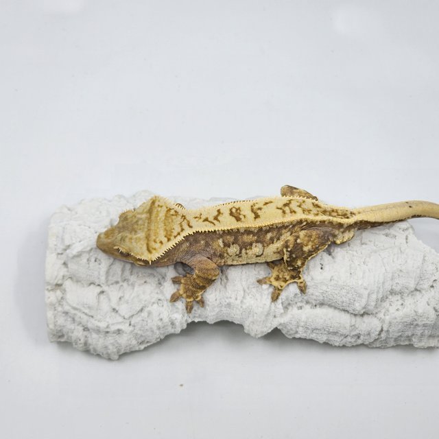 드리피 쿼드 화이트스팟 젠젝스