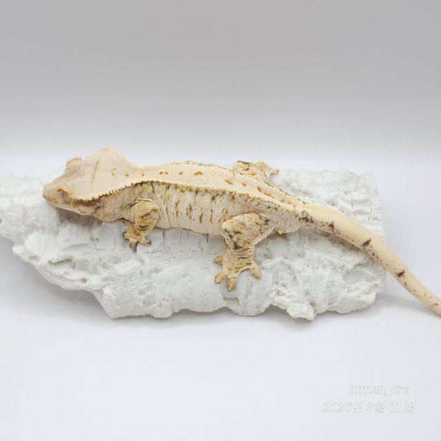 트라이 익스트림할리퀸