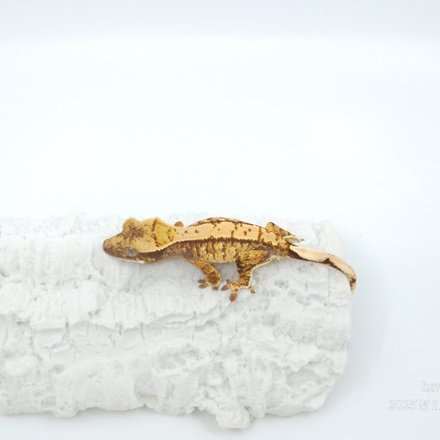 트라이 익스트림할리퀸 화이트스팟