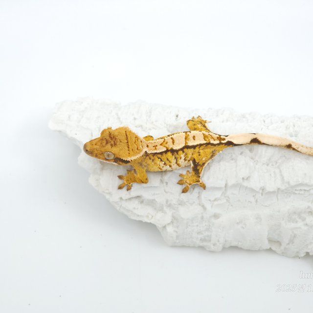 트라이 익스트림할리퀸