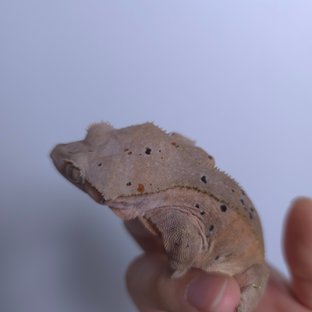 달마시안 슈퍼달마시안