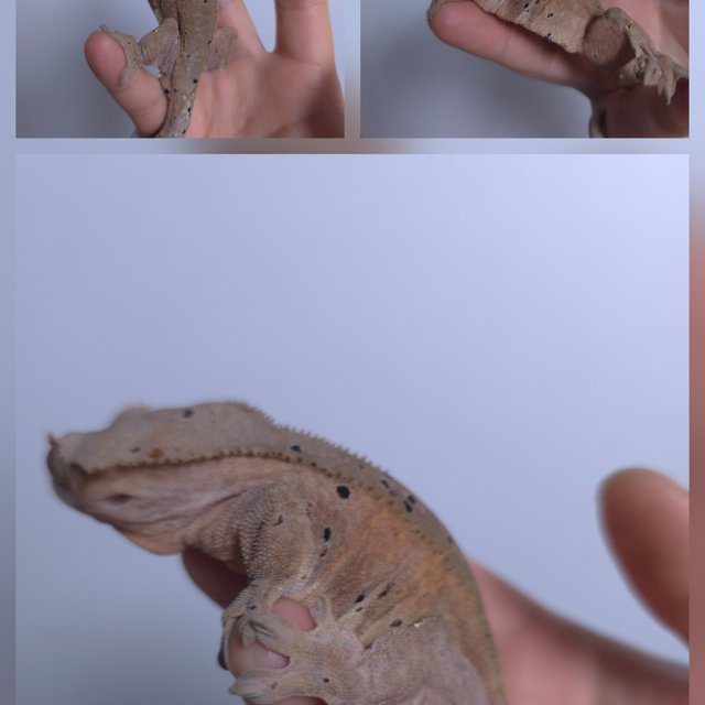 달마시안 슈퍼달마시안