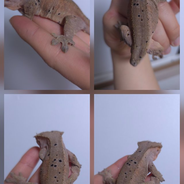 달마시안 슈퍼달마시안