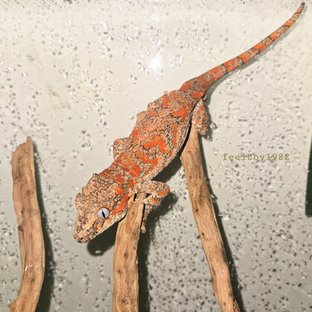 판판