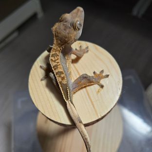 100%헷아잔틱