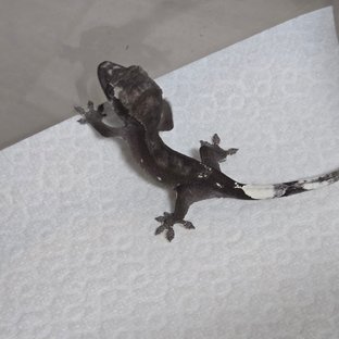 아잔틱