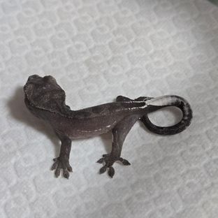 아잔틱