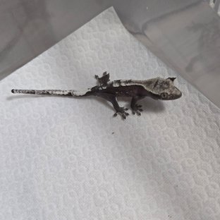 아잔틱
