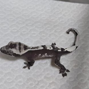 아잔틱