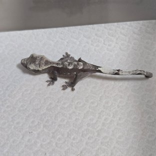 아잔틱