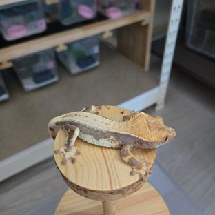 릴리100%헷아잔틱