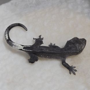 아잔틱