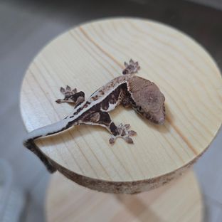 100%헷아잔틱 프라푸치노